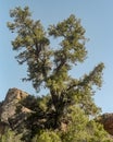 Big Rock Wilderness Pinyon Pine