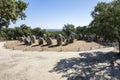 Cromeleque dos Almendres in Portugal Royalty Free Stock Photo