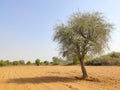 Tecomella undulata Rohida tree in the desert field with blue sky
