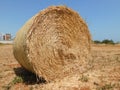 big roll harvested straw on the mown field Royalty Free Stock Photo
