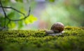 Big Roman snail (Helix pomatia) crawling on the moss in the rainy forest. Royalty Free Stock Photo