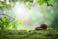 Big Roman snail (Helix pomatia) crawling on the moss in the rainy forest. Royalty Free Stock Photo