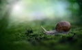 Big Roman snail (Helix pomatia) crawling on the moss in the rainy forest. Royalty Free Stock Photo