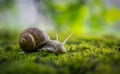 Big Roman snail (Helix pomatia) crawling on the moss in the rainy forest. Royalty Free Stock Photo