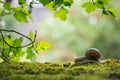 Big Roman snail (Helix pomatia) crawling on the moss in the rainy forest. Royalty Free Stock Photo