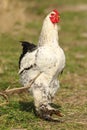 Big rooster on green lawn