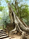 Big root covered the ruin