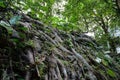 Big root old tree in green forest. nature background concept.