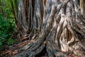Big roots above the surface Royalty Free Stock Photo