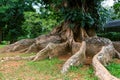 Big roots above the surface Royalty Free Stock Photo