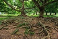 Big roots above the surface Royalty Free Stock Photo