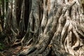 Big roots above the surface Royalty Free Stock Photo