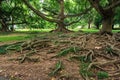 Big roots above the surface Royalty Free Stock Photo