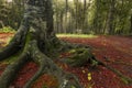 Big roots and red leaves into the forest Royalty Free Stock Photo