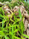 big rope tied grass texture Royalty Free Stock Photo