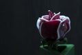 Big rose on a dark background in a green box Royalty Free Stock Photo