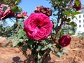 Big rose in garden