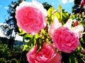 Roses at the big garden Royalty Free Stock Photo