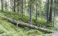 Big rotten wood in the spruce forest Royalty Free Stock Photo