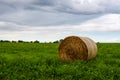 A roll of hay on an agricultural field overgrown with lush grass and clover. Royalty Free Stock Photo