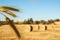 Big round bales of straw, sheaves, haystacks on the field in th Royalty Free Stock Photo