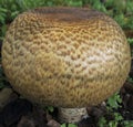 Big round brown mushroom Royalty Free Stock Photo