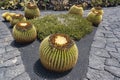 Big round cacti, with a crown of yellow flowers, in the Jardin de Cactus, Lanzarote, Spain