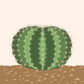 Big round cactus isolated .