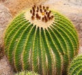 The big round cactus Royalty Free Stock Photo