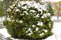 Snow covering a round christmas tree