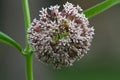 Big, Round Common Milkweed Blosssom with a Honey Bee - Asclepias syriaca