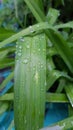 Big round droplets atop long leaf of Day-lily plant