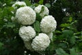 Big round inflorescences of Viburnum opulus roseum in May