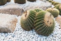 Big round prickly cactus in a garden full of succulent.