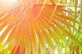 Big Round Spiky Palm Leaf Golden Pink Sun Flare Hipster Toned Poster Banner Template Tropical Foliage Background Vacation