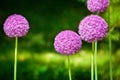 Big round violet flowers blossom on green blurred background closeup, Allium cristophii, Allium giganteum ornamental garden plant