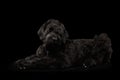 Big Russian Black terrier Dog Lying on Isolated Background Royalty Free Stock Photo