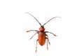 Big rusty beetle isolated tip over on a white background