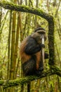 Big rwandan golden monkey sitting on the tree and eating bamboo Royalty Free Stock Photo