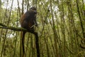 Big rwandan golden monkey sitting on the tree and eating bamboo Royalty Free Stock Photo