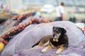 Big sad old dog lying on fishing nets on shore of sea Royalty Free Stock Photo