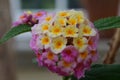 Big sage lantana camara Royalty Free Stock Photo