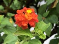 Big-sage, Wild-sage, Red-sage, Tickberry, Umbelanterna or Lantana camara Flower Island Mainau on the Lake Constance Royalty Free Stock Photo