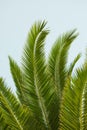 A big Sago Palm plant growing outdoors with a blue sky background. Closeup detail of the pattern of lush green leaves Royalty Free Stock Photo