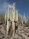 Big Saguaros cactus field