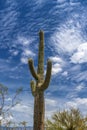 Big Saguaros in Saguaro National Park Royalty Free Stock Photo