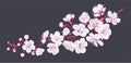 Vector branch with spring sakura flowers. Realistic fruit tree, fading cherry.