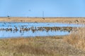 Big salt lake Slano Kopovo in north Serbia, remains of Panonian sea and natural habitat for many bird species. Special Nature Rese Royalty Free Stock Photo