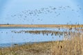 Big salt lake Slano Kopovo in north Serbia, remains of Panonian sea and natural habitat for many bird species. Special Nature Rese Royalty Free Stock Photo