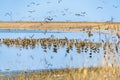 Big salt lake Slano Kopovo in north Serbia, remains of Panonian sea and natural habitat for many bird species. Special Nature Rese Royalty Free Stock Photo